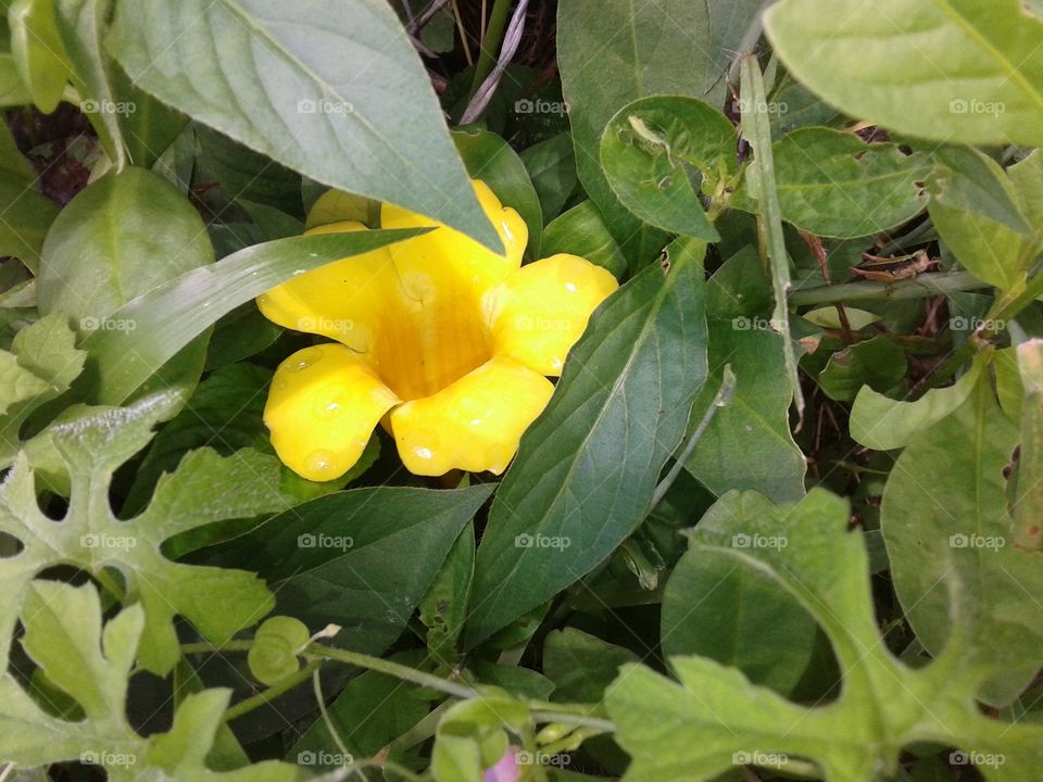 flor amarela e folhas