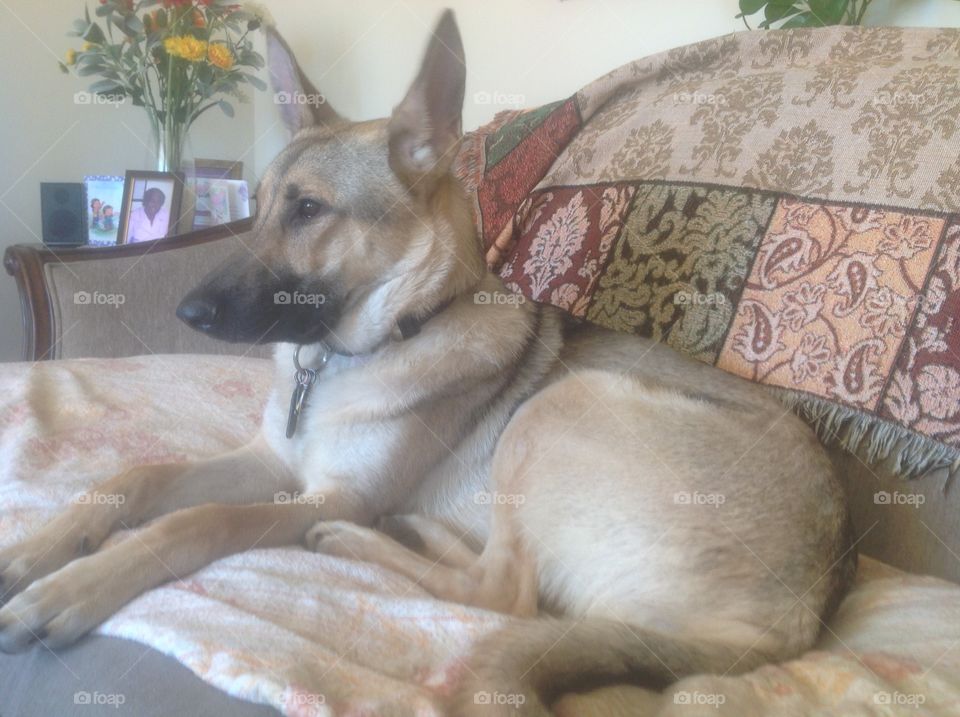 Relaxed but alert - German Shepherd in sofa.
