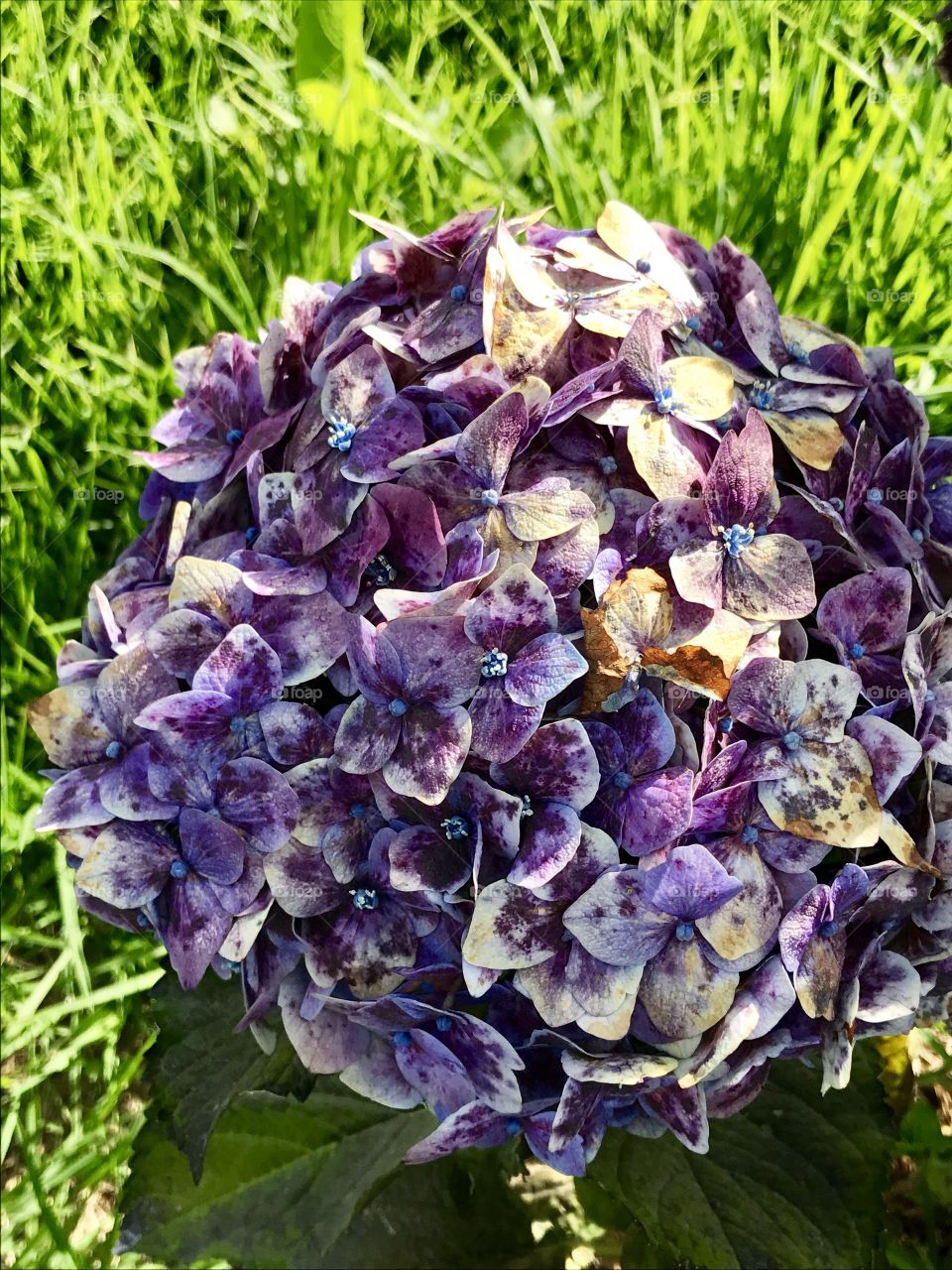 Flower
Purple 
Beautiful 

