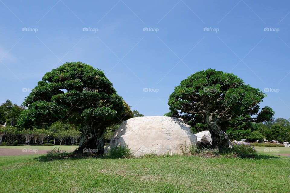 A banyan tree that has been trimmed into a canopy. It was planted near a large rock on a lawn.
