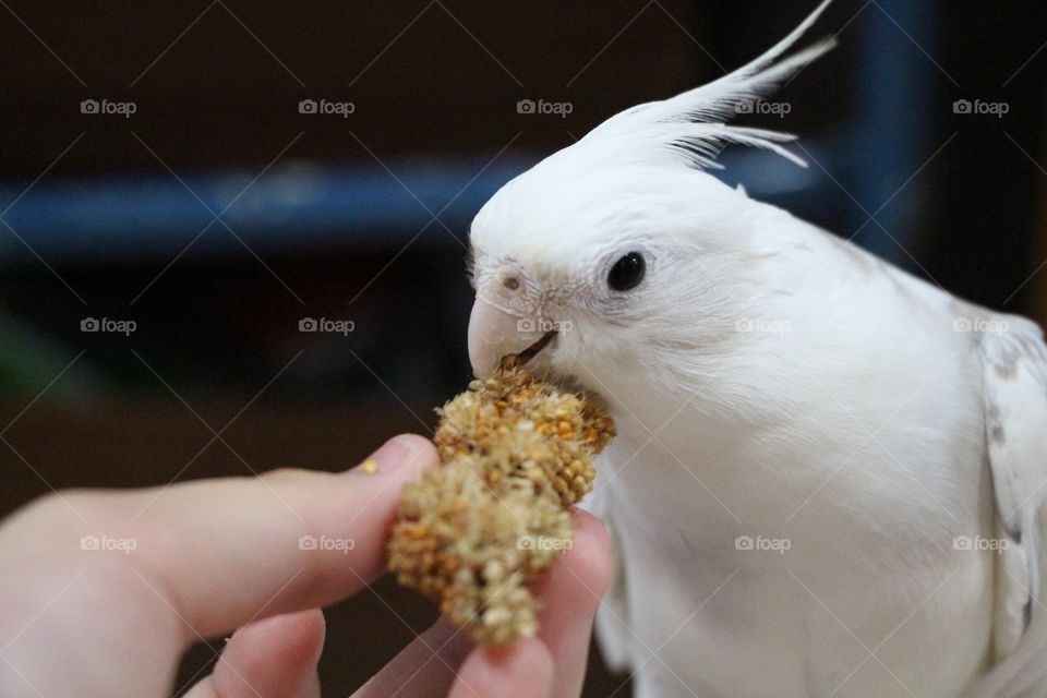 Cockatiel eating millet