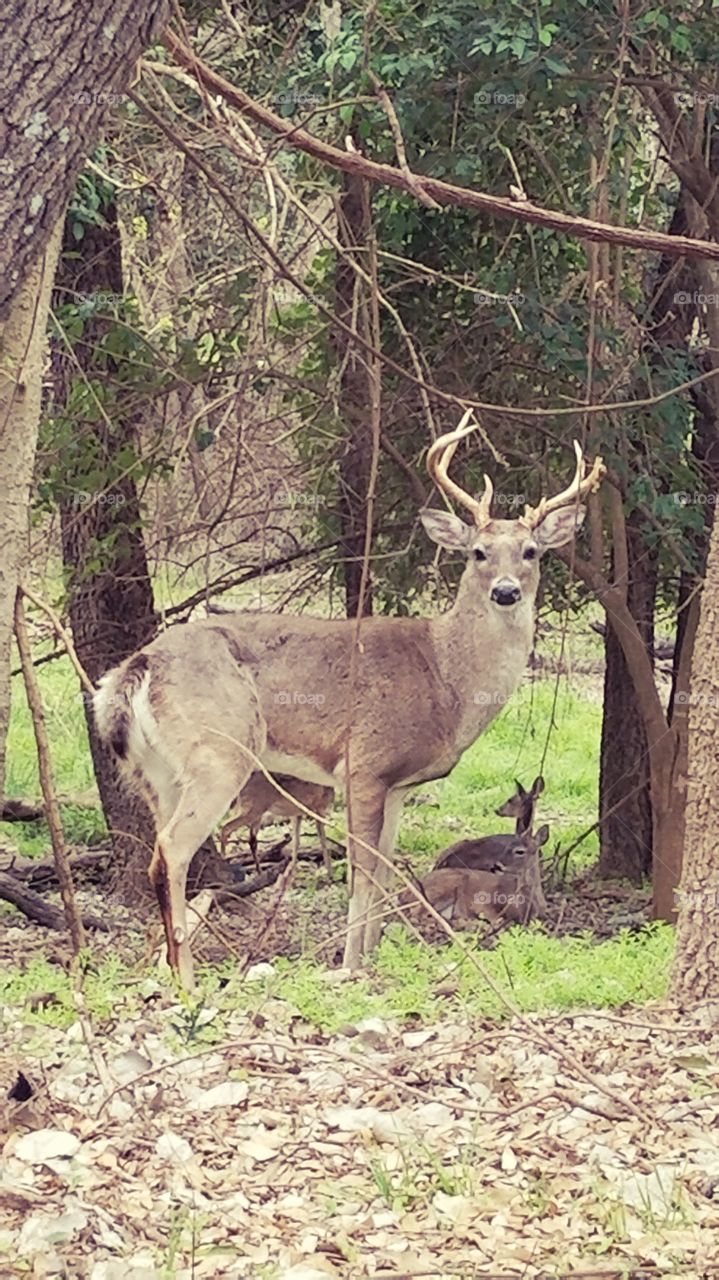 male with female deer