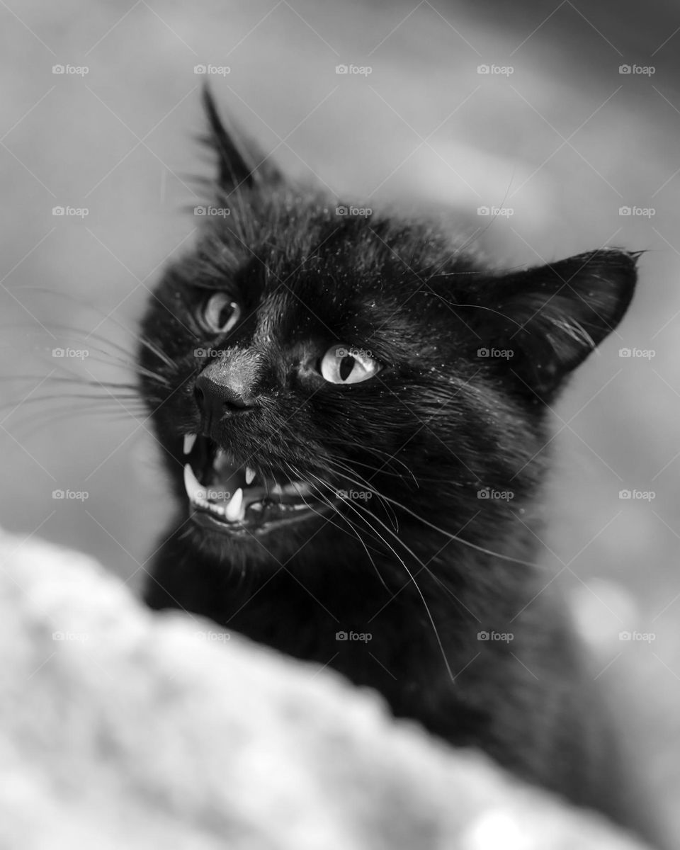 Black and white photo of a cat with an open mouth and with big eyes looking away from the camera