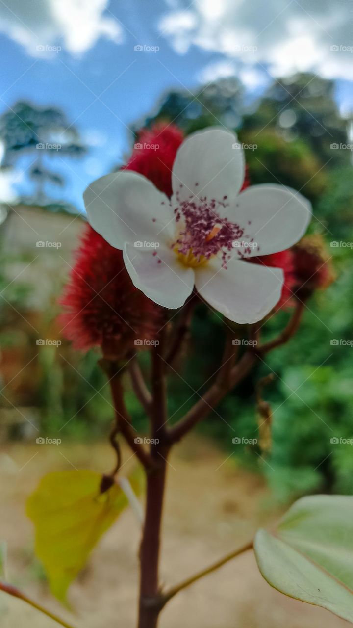 annatto flower