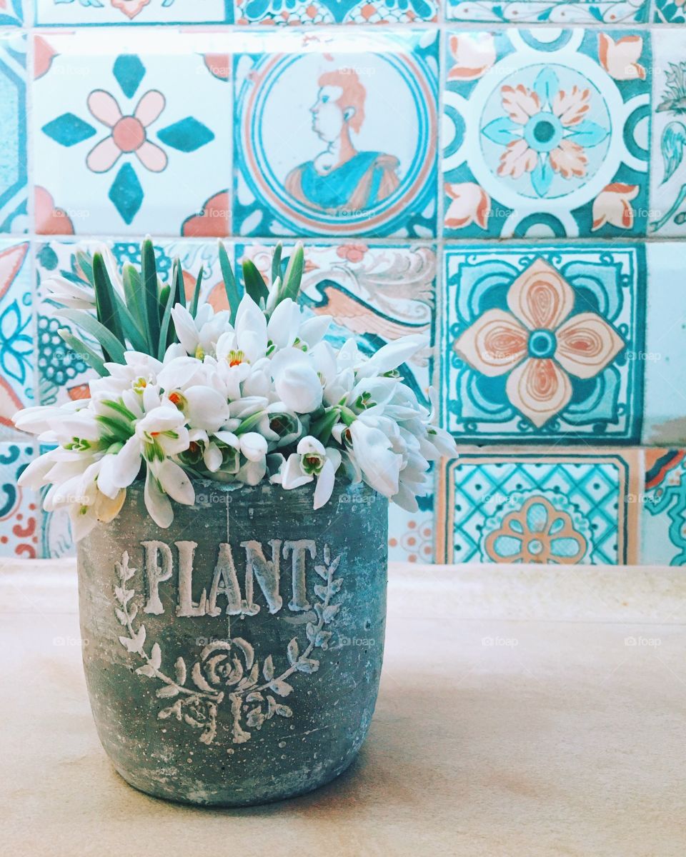 Snowdrops in pot