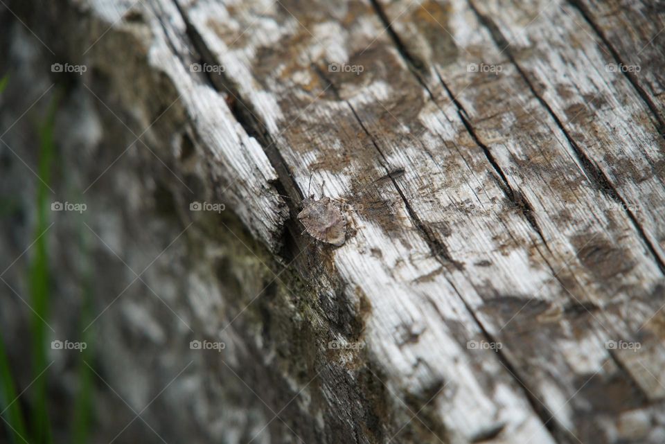 Stink bug on the railroad tie 