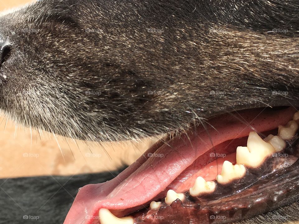 Close up of dog's mouth... Whiskers, teeth, canines, tongue, nose. 