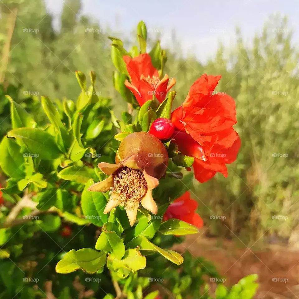 pomegranate tree