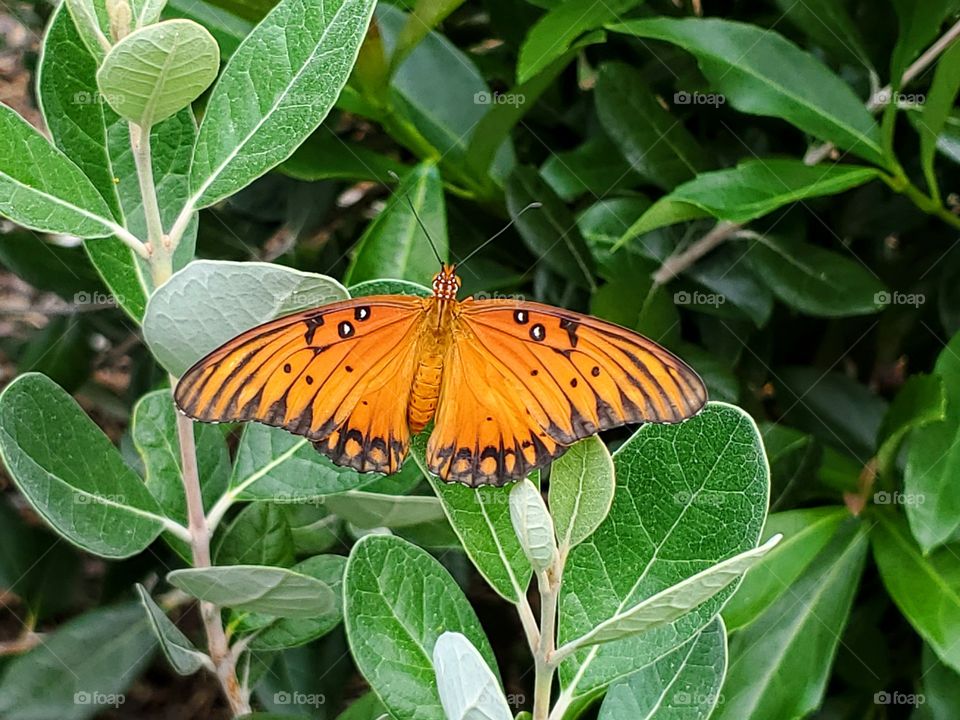 Gulf fritillary or passion butterfly -bright orange and black butterfly with wings open full span on green pineapple guava bush leaves.