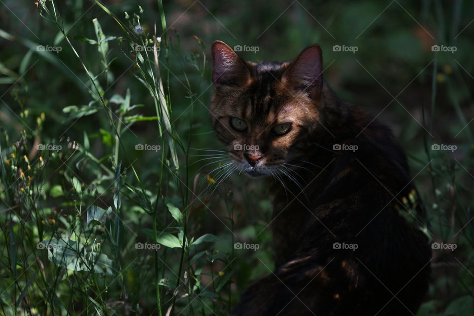 cat bengal