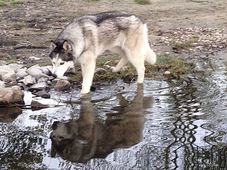 Happy grey story
Siberian husky's reflection in the water