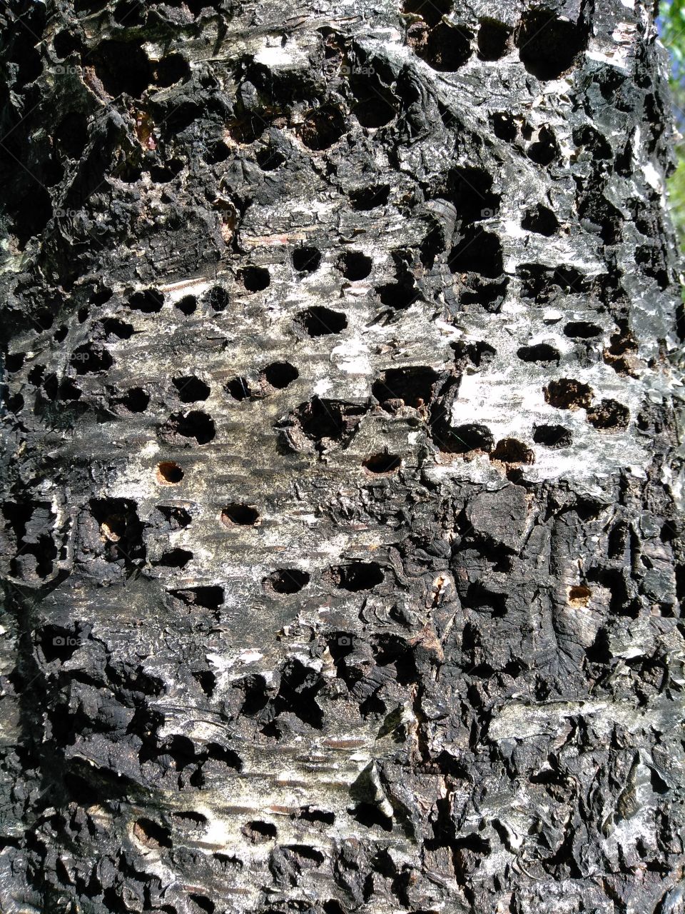 Woodpecker Texture