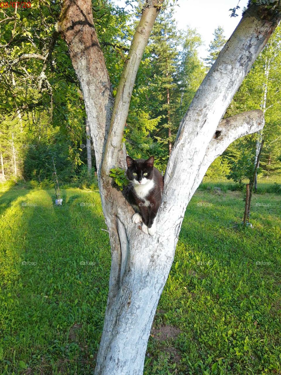 Cat on the tree