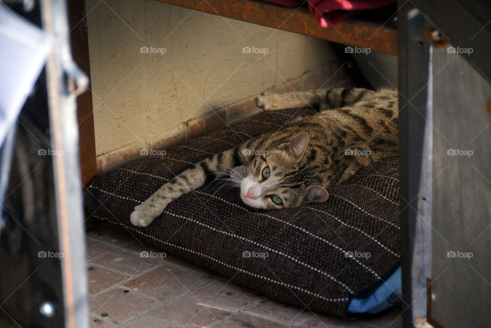 Mr Meow having a restful time in his den, but cautious if anyone is coming towards him.