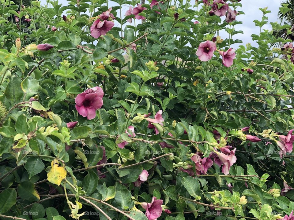 Pink flowers on a Bush