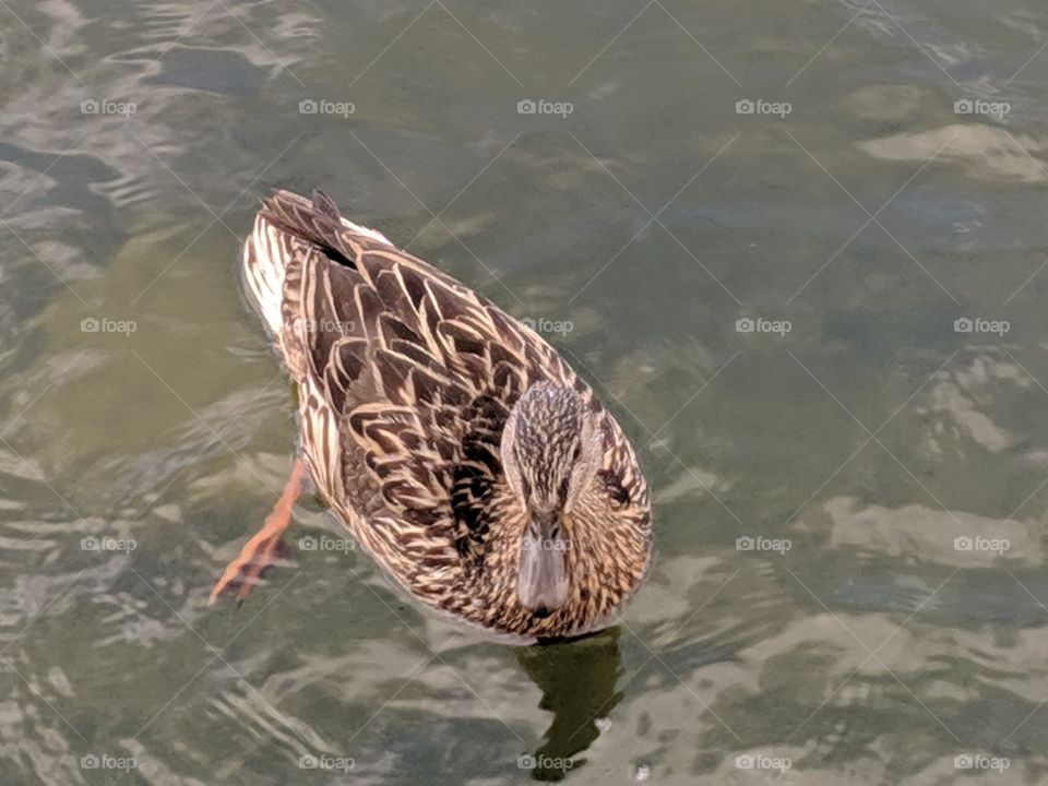 A Lake in Utah a Mama Duck ©️ Copyright CM Photography