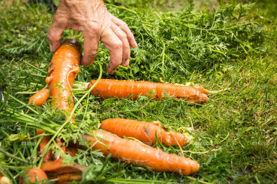 Fresh carrots from garden