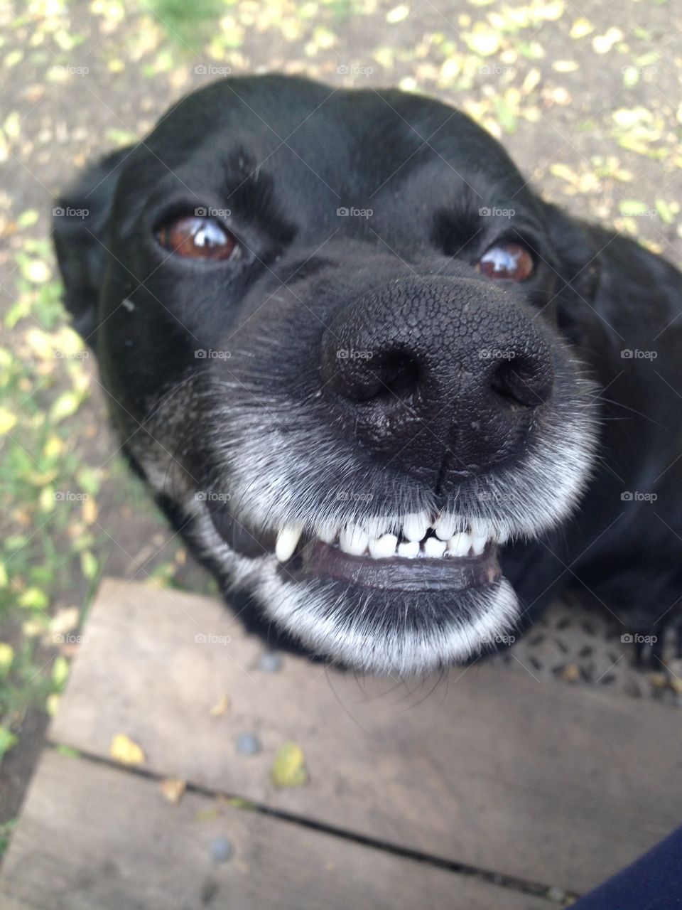 Smiling Dog!
