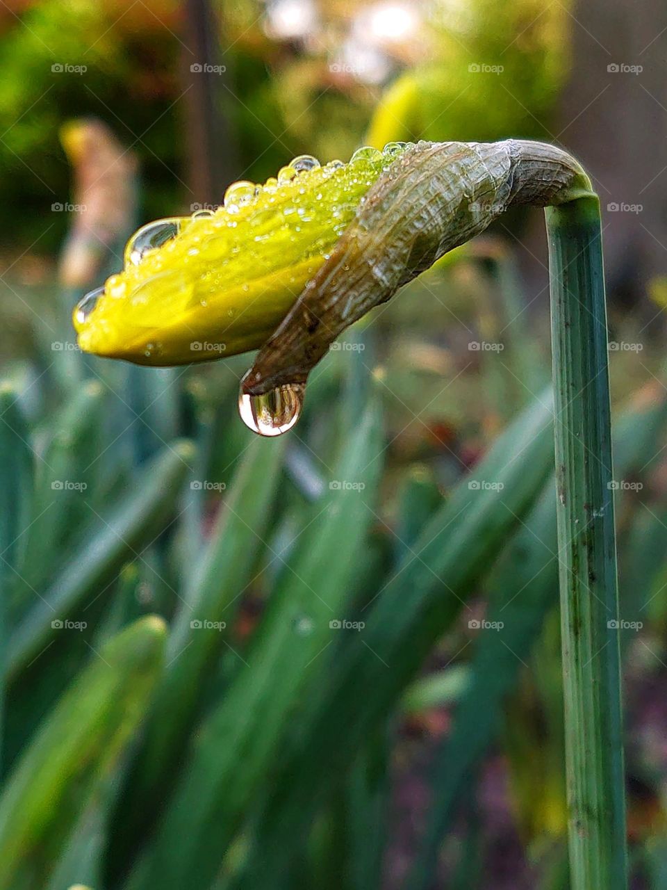 narcis after rain