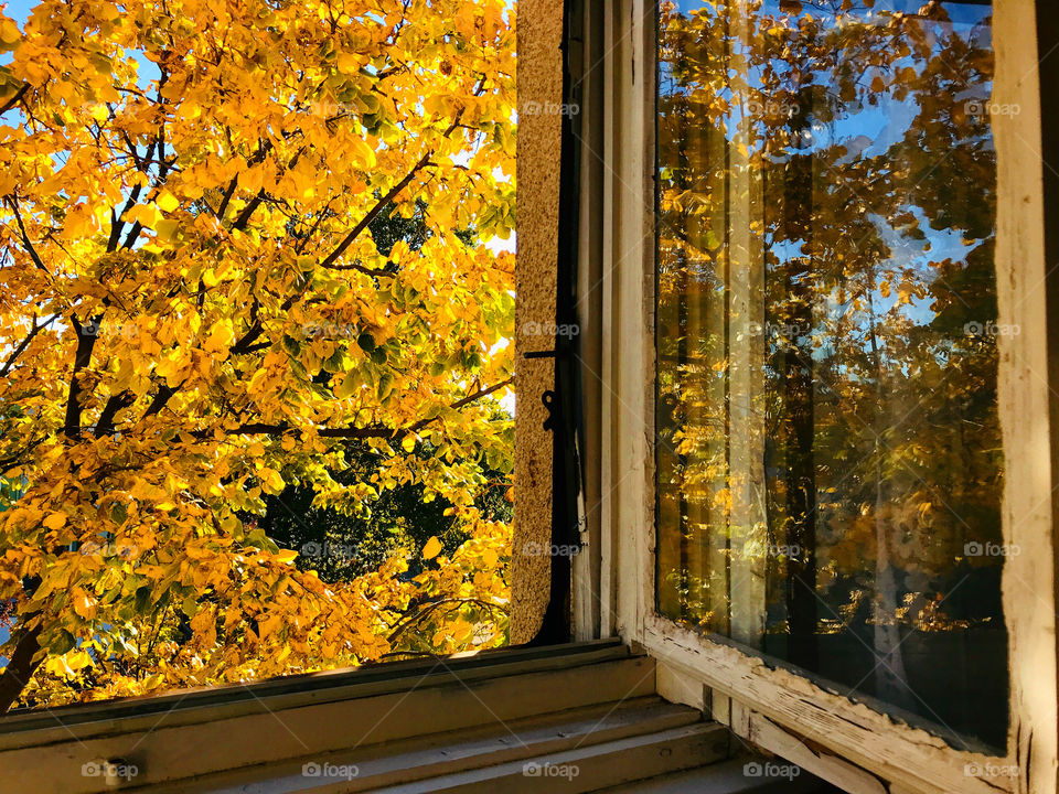 View through my window is a beautiful big yellow tree in the autumntime.