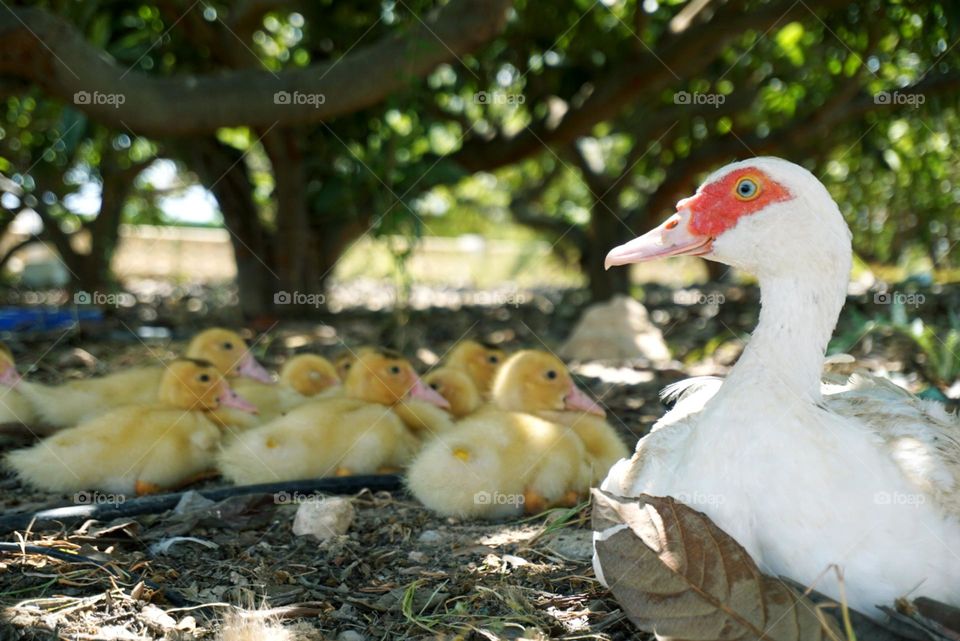 Ducks#babies