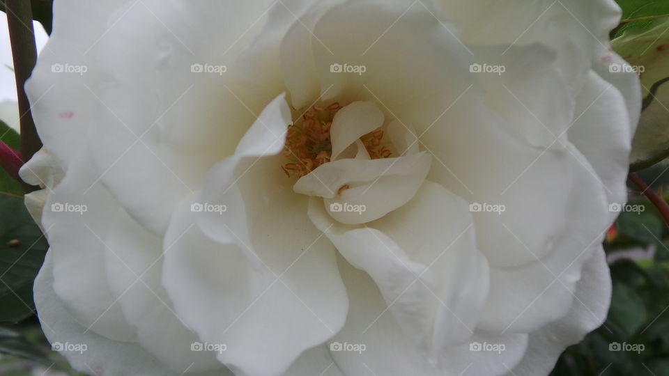 White Roses
Purity, Secrecy, Innocence, Reverence, Worthiness
One of the oldest varieties of rose, Rosa Alba or the white rose has been a favorite of all civilizations, ancient and modern alike. White roses symbolize purity and innocence. Brides traditionally wear white and the Pope wears white on holy days. The white rose is the perfect emblem of innocence, loyalty and purity that comes in many different shades and nuances – 20 that are easily accessible. From almost pure white to shades of ivory, white roses are the perfect choice for bridal bouquets, corsages and dramatic arrangements.
White roses are often used in bridal ceremonies because of the wholesomeness and virtue these flowers bring to mind. For use in bridal arrangements, try Escimo, a small, almost pure white rose that is very delicate in appearance and opens beautifully. Bianca is another almost pure white rose that’s sure to please any bride. This medium sized beauty has rounded buds that fill out a bouquet with style and flair. If you like a fuller petal in a rose then Vendela is a perfect choice. This medium-sized rose is a gorgeous ivory color that is sure to stun viewers.