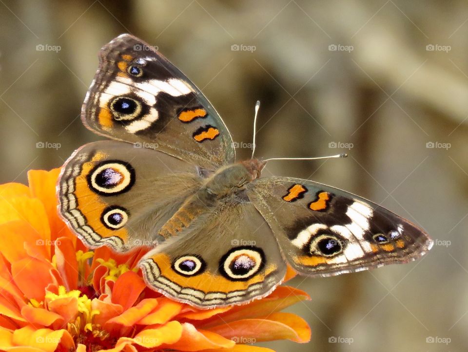 Buckeye butterfly on flower.