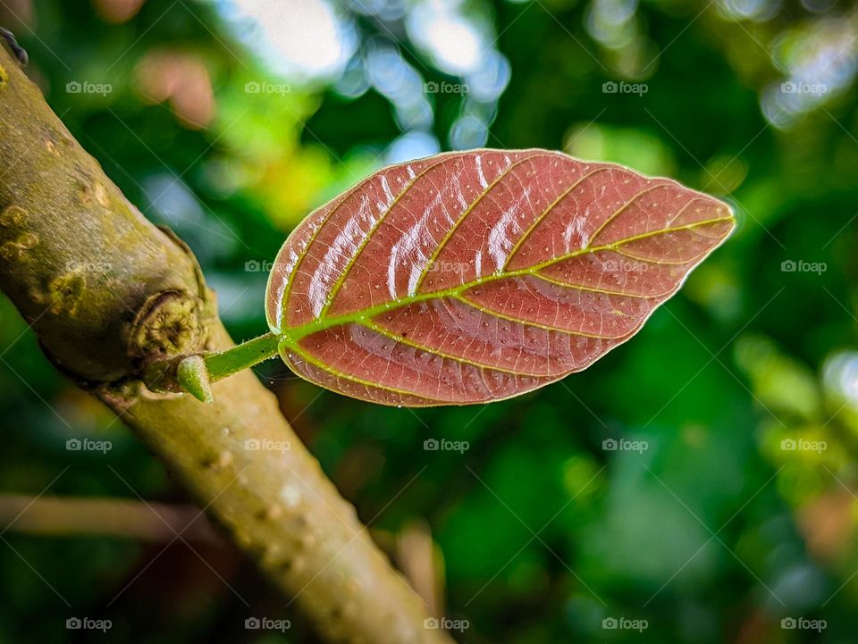small young leaves that grow perfectly