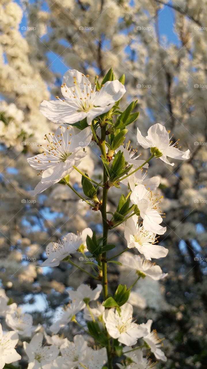 Apple tree flowers blossom