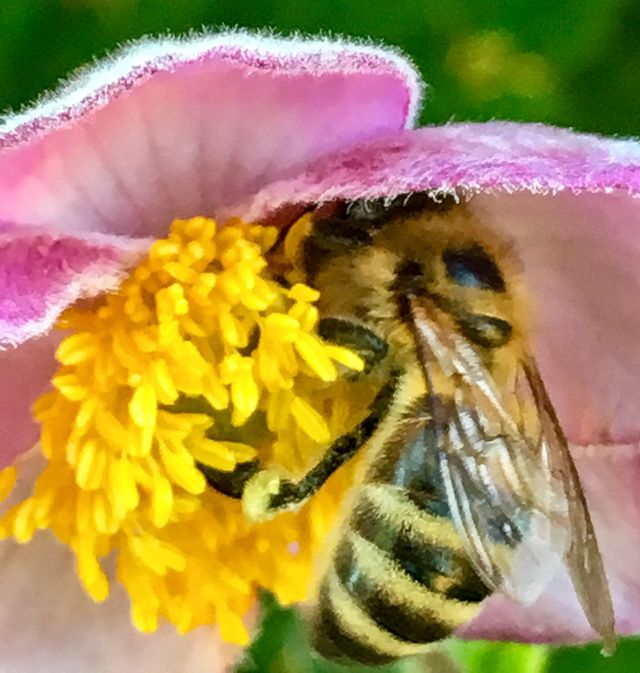 Morning Bee