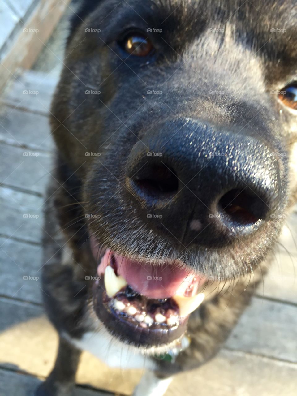 Mornings with my buddy