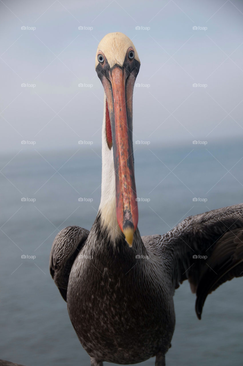 Pelican on the pier in California pointing with his wing