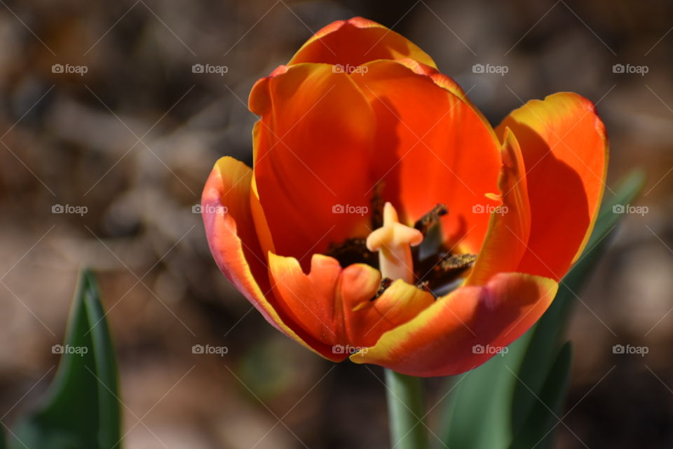 Tulip bright orange beauty