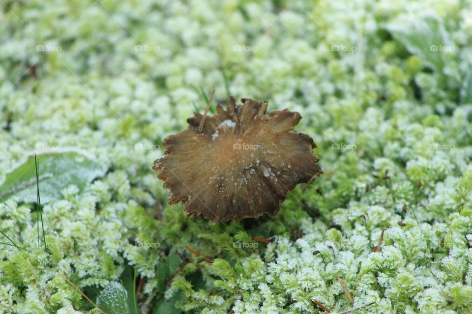 A closeup of a brown mushroom surrounded by frost-covered green frilly ground-cover.