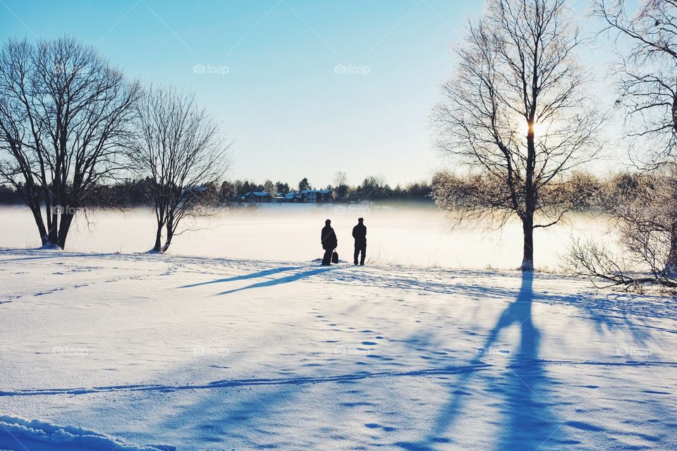 Winter, Snow, Cold, Tree, Frost