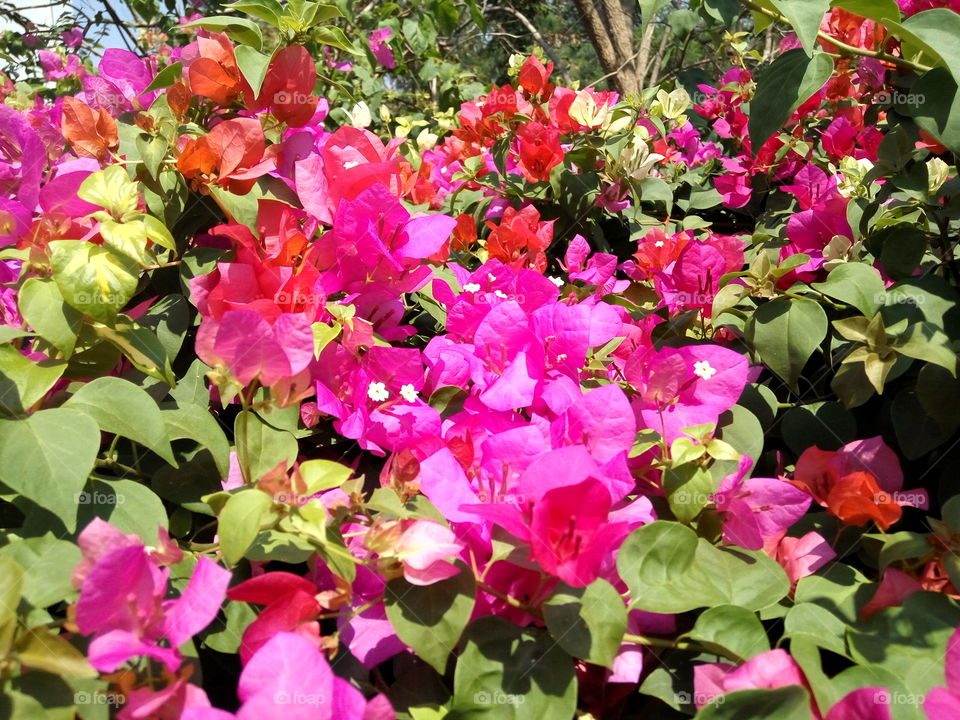 hot pink flowers garden with buds and sunray