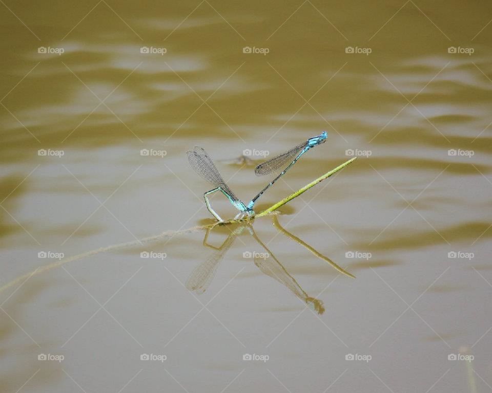 Dragonflies mating