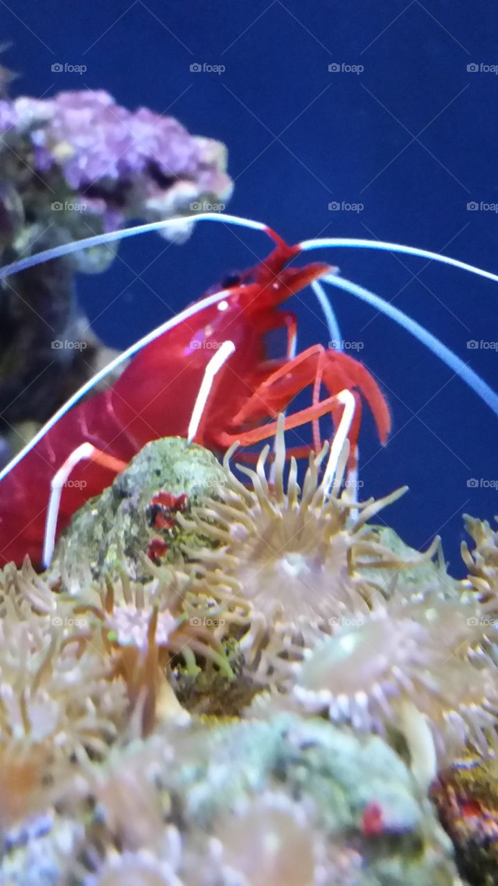 Cleaner Shrimp