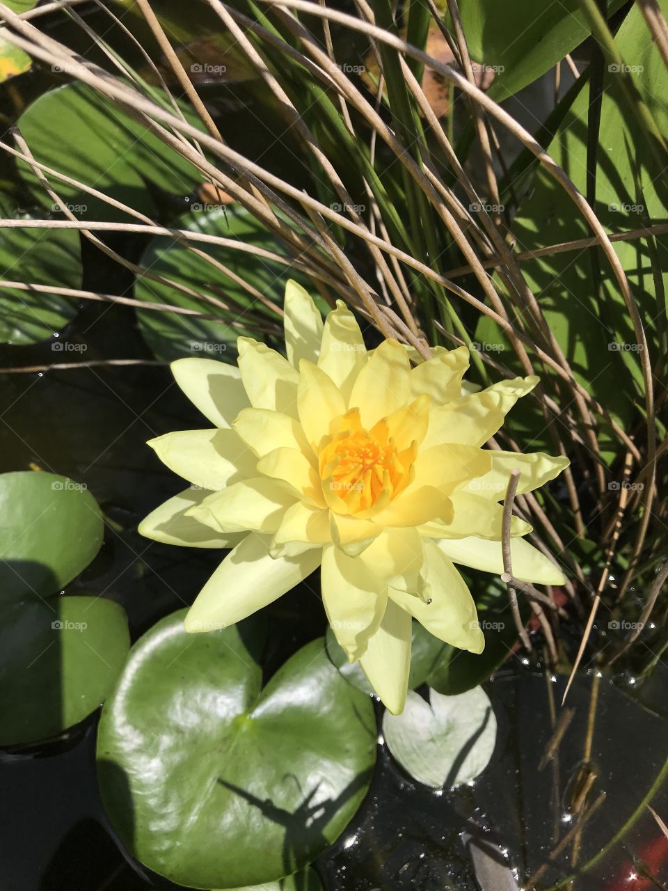 water lily