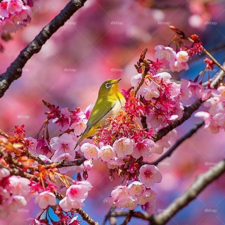bird sakura