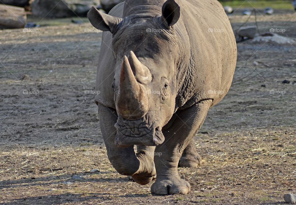 View of rhino running