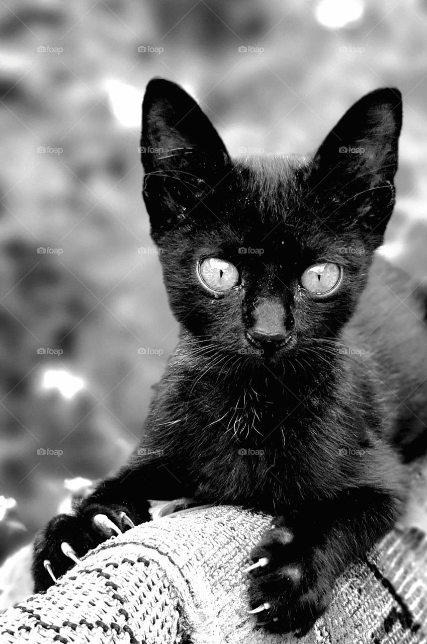 Bombay Cat on Fence