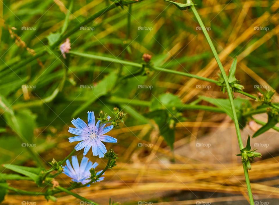 The arrival of spring is famous for the flowers that come out of the ground, giving color and life to the earth.