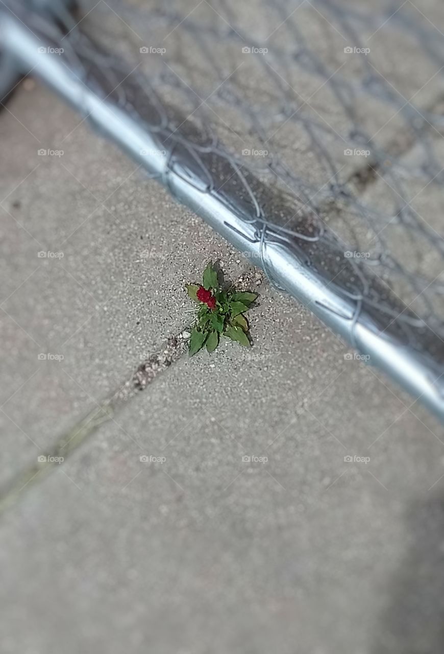 a small red flower growing in a crack on the sidewalk