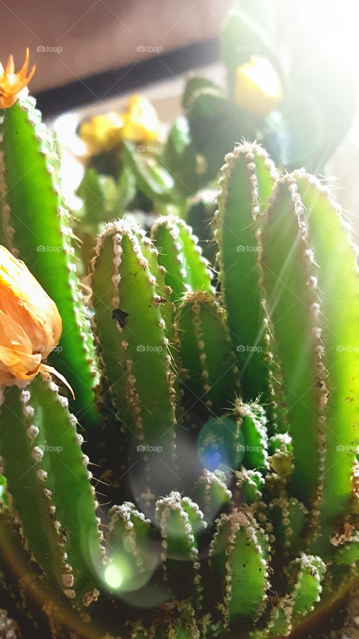 cactus Garden