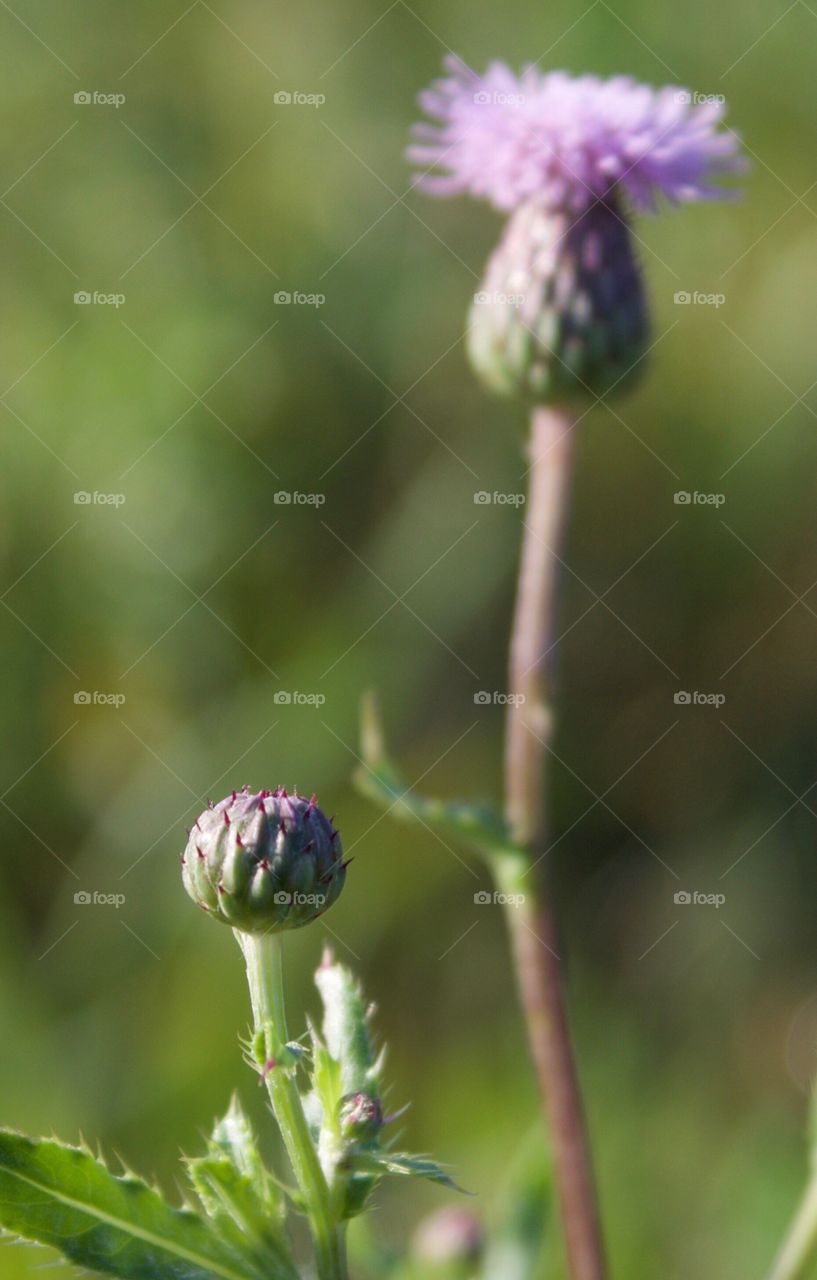 Bull Thistle bud and blossom