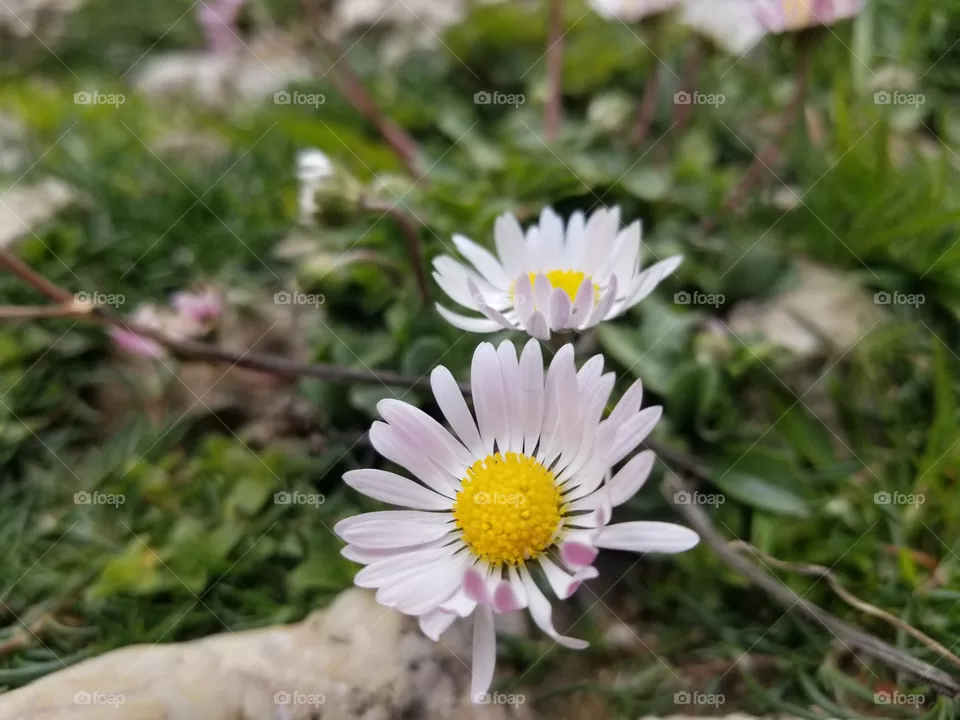 flowers