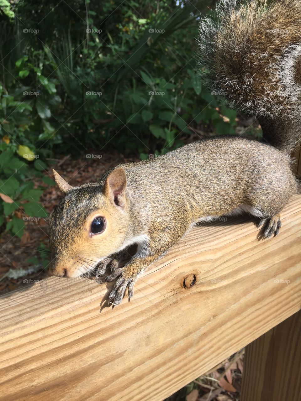 Friendly squirrel @ blue springs state park orange city FL