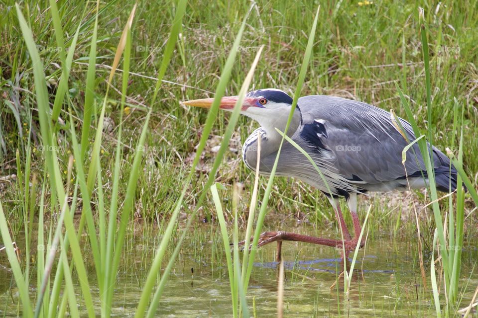 Grey heron on lake