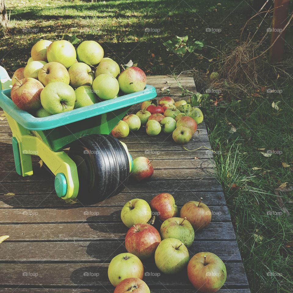 Apple picking in fall